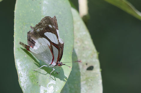 Pyrrhogyra neaerea in Costa Rica while it's raining trying to clear up old unidentified files ... Leading Red-Ring,Pyrrhogyra neaerea