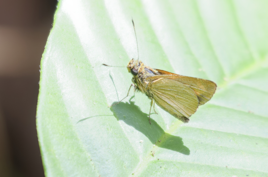 Anatrytone logan in Costa Rica  Anatrytone logan,Delaware skipper