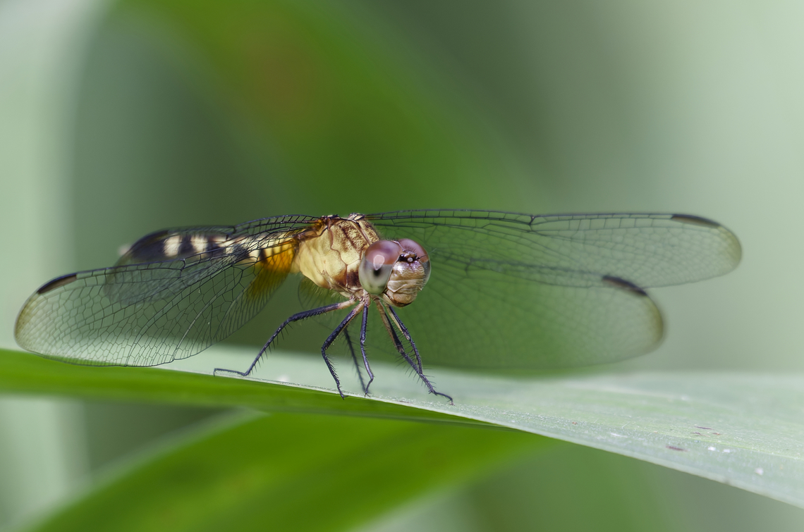 Erythrodiplax fervida in Costa Rica  Erythrodiplax fervida,Erythrodiplax fervida_