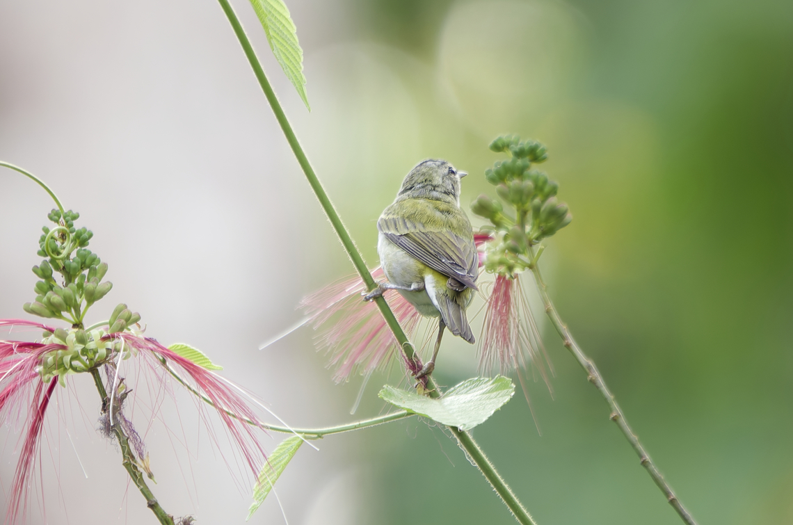Tennessee Warbler in Costa Rica  Oreothlypis peregrina,Tennessee Warbler
