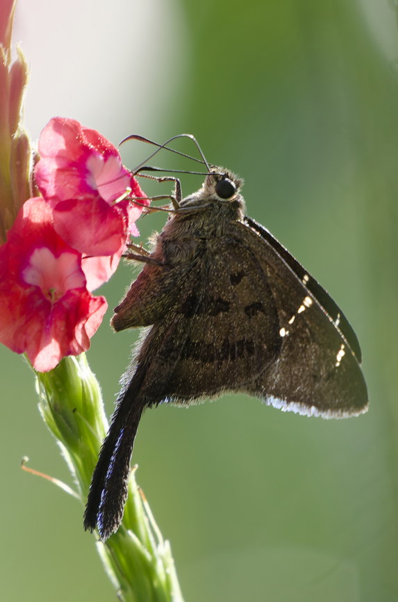 Urbanus procne  Brown longtail,Urbanus procne