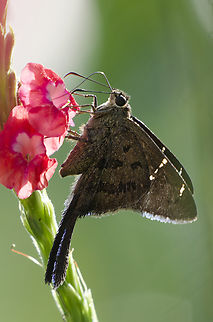 Urbanus procne  Brown longtail,Urbanus procne
