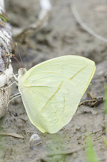 Kricogonia lyside  Kricogonia lyside,Lyside Sulphur