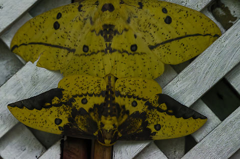 Eacles imperialis in Costa Rica copula Costa Rica,Eacles imperialis,Geotagged,Imperial moth,Winter