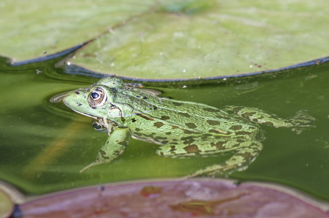 Marsh Frog in France  France,Geotagged,Marsh Frog,Pelophylax ridibundus,Summer