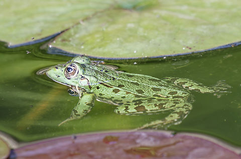 Marsh Frog in France  France,Geotagged,Marsh Frog,Pelophylax ridibundus,Summer