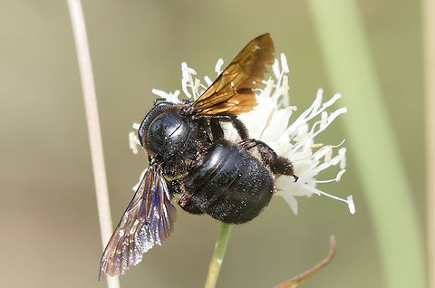Xylocopa violacea in France  France,Geotagged,Summer,Violet carpenter bee,Xylocopa violacea
