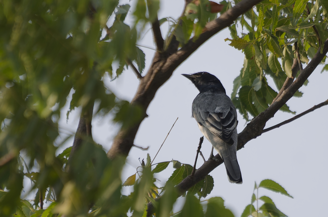 Black-headed Cuckooshrike  Black-headed cuckooshrike,Geotagged,India,Lalage melanoptera,Winter
