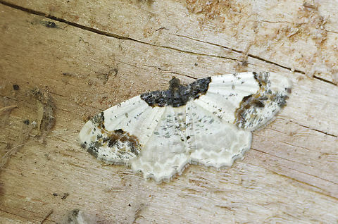 Ligdia adustata  Geotagged,Ligdia adustata,Spring,Switzerland