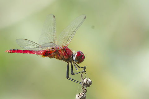 Urothemis signata in India Ruddy Darter suggested by Seek app, obviously wrong distribution area, sorry. Geotagged,India,Scarlet Basker,Urothemis signata,Winter