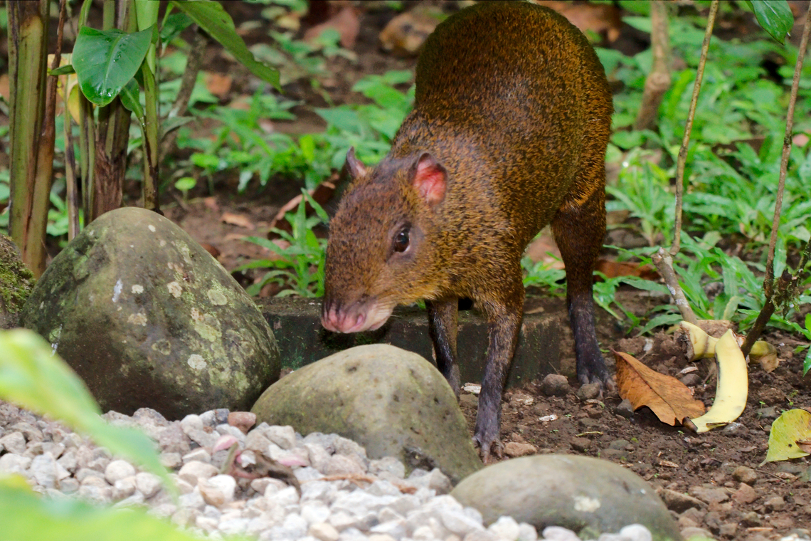 Central American agouti in Costa Rica  Central American Agouti,Costa Rica,Dasyprocta punctata,Geotagged,Winter