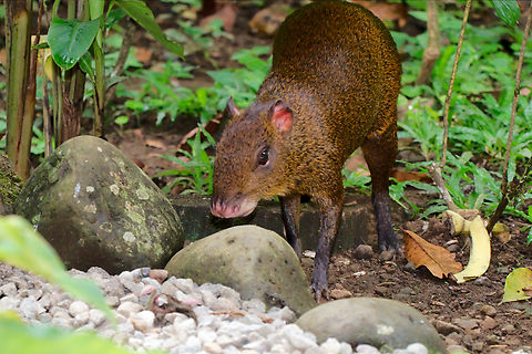 Central American agouti in Costa Rica  Central American Agouti,Costa Rica,Dasyprocta punctata,Geotagged,Winter