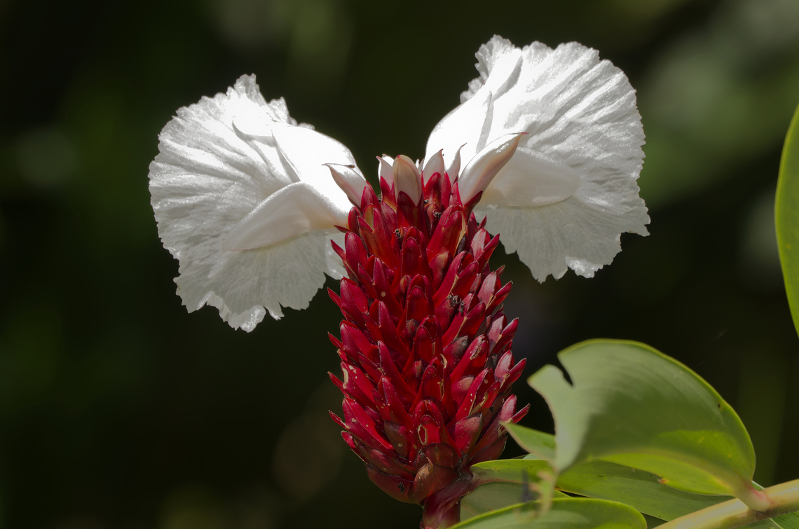 Hellenia speciosa Flora  Hellenia speciosa