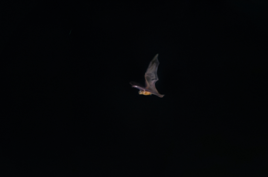 Noctilo leporinus bat nocturnal hunting over the water Costa Rica,Geotagged,Greater bulldog bat,Noctilio leporinus,Winter