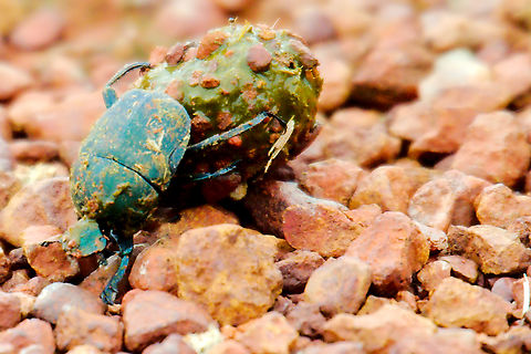 Sisyphus schaefferi in Rwanda  Geotagged,Rwanda,Sisyphus schaefferi,Summer