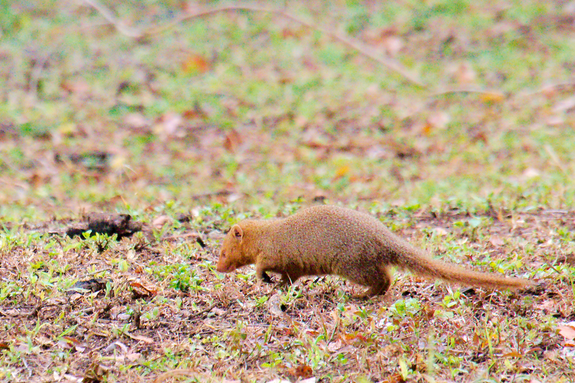 Common Dwarf Mongoose in Uganda  Common dwarf mongoose,Geotagged,Helogale parvula,Summer,Uganda