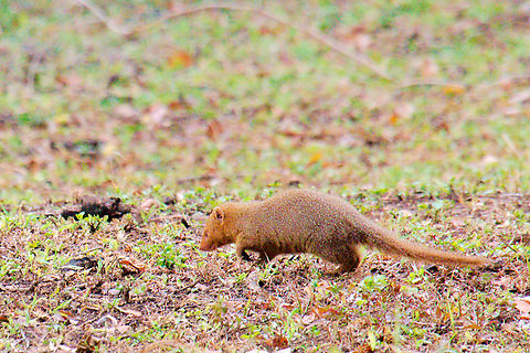 Common Dwarf Mongoose in Uganda  Common dwarf mongoose,Geotagged,Helogale parvula,Summer,Uganda