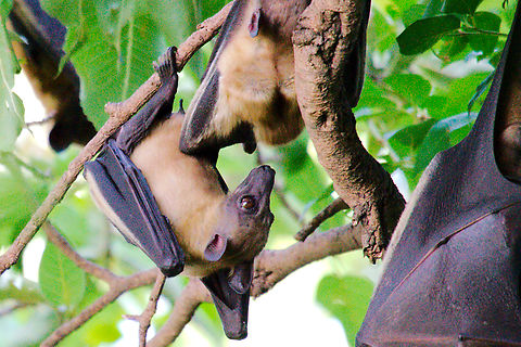 eidolon helvum in Rwanda  Eidolon helvum,Geotagged,Rwanda,Straw-coloured fruit bat,Summer