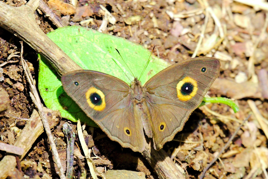Heteropsis pauper in Madagascar  Geotagged,Heteropsis pauper,Madagascar,Spring