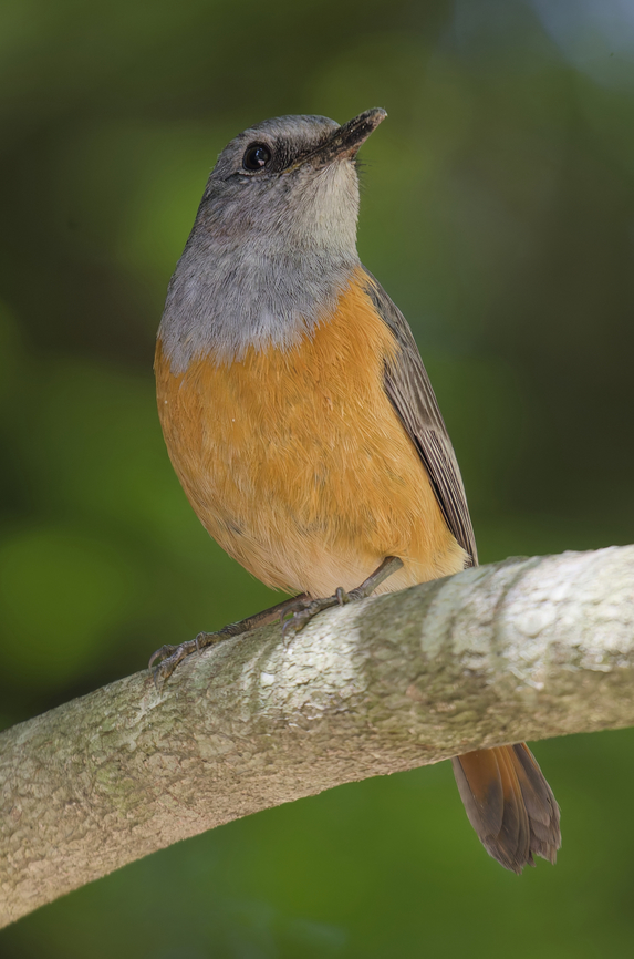 Benson's (Forest) Rock Thrush  Bensons rock thrush,Geotagged,Madagascar,Monticola sharpei bensoni,Spring