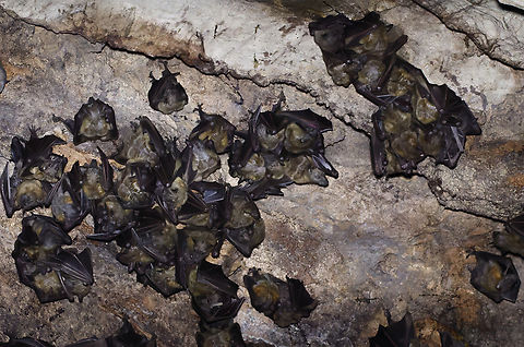 Madagascan Fruit Bats  Eidolon dupreanum,Geotagged,Madagascan fruit bat,Madagascar,Spring