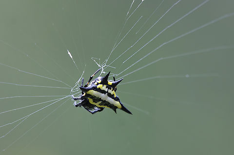 gasteracantha versicolor Thorn Spider  Gasteracantha versicolor,Geotagged,Madagascar,Mediumwing Kitespider,Spring
