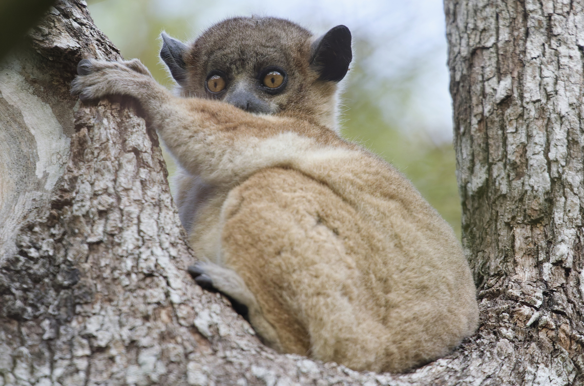 Hubbard's Sportive Lemur  Geotagged,Hubbards sportive lemur,Lepilemur hubbardorum,Madagascar,Spring
