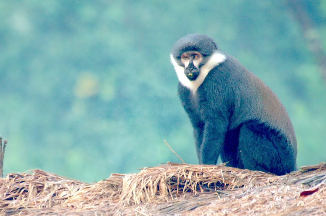 L'Hoest's Monkey in Uganda  Allochrocebus lhoesti,Geotagged,LHoests monkey,Summer,Uganda