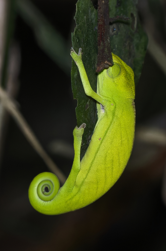 Calumma marojezensis  Calumma marojezense,Geotagged,Madagascar,Spring