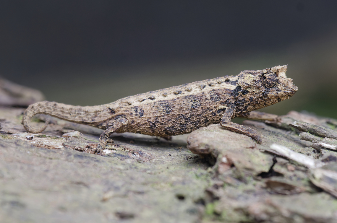 Brookesia tristis Chamaeleon  Brookesia tristis,Geotagged,Madagascar,Spring,brookesia tristis