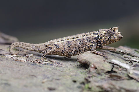 Montagne des Français Leaf Chameleon