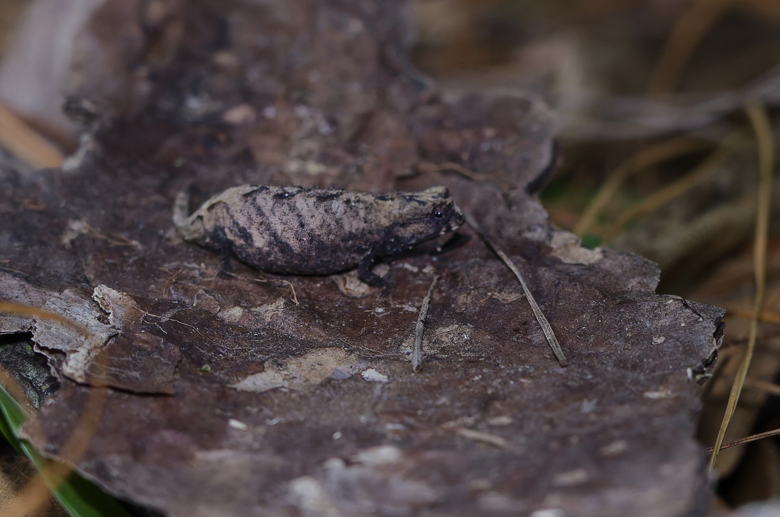 Brookesia decaryi Chamaeleon  Brookesia decaryi,Geotagged,Madagascar,Spring
