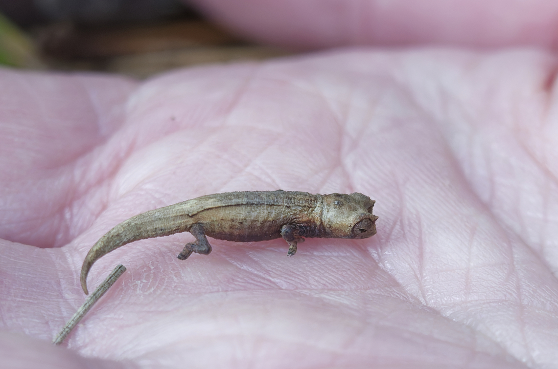 Brookesia ambreensis Chamaeleon on palm of guide Antakarana leaf chameleon,Brookesia antakarana,Geotagged,Madagascar,Spring