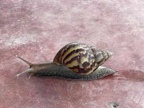 Lissachatina fulica in Peru  Geotagged,Giant African land snail,Lissachatina fulica,Peru,Spring