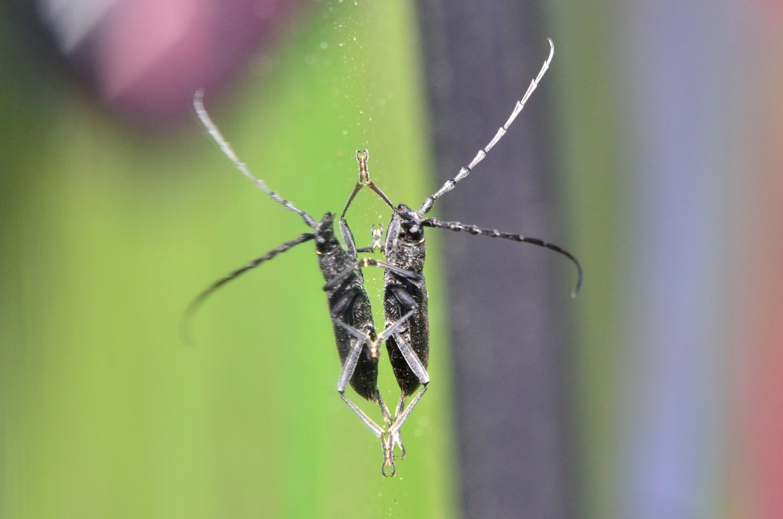 Cerambyx scopolii at car window mirroring Cerambyx scopolii,France,Geotagged