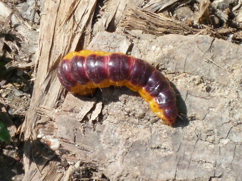 Cossus cossus  Cossus cossus,France,Geotagged,Goat moth,Spring
