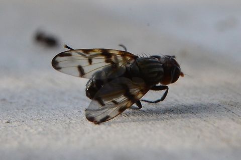 Otites porca cp https://de.wikipedia.org/wiki/Otites_porca France,Geotagged,Otites porcus