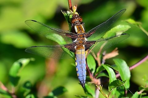 Libellula depressa male Broad-bodied chaser,France,Geotagged,Libellula depressa