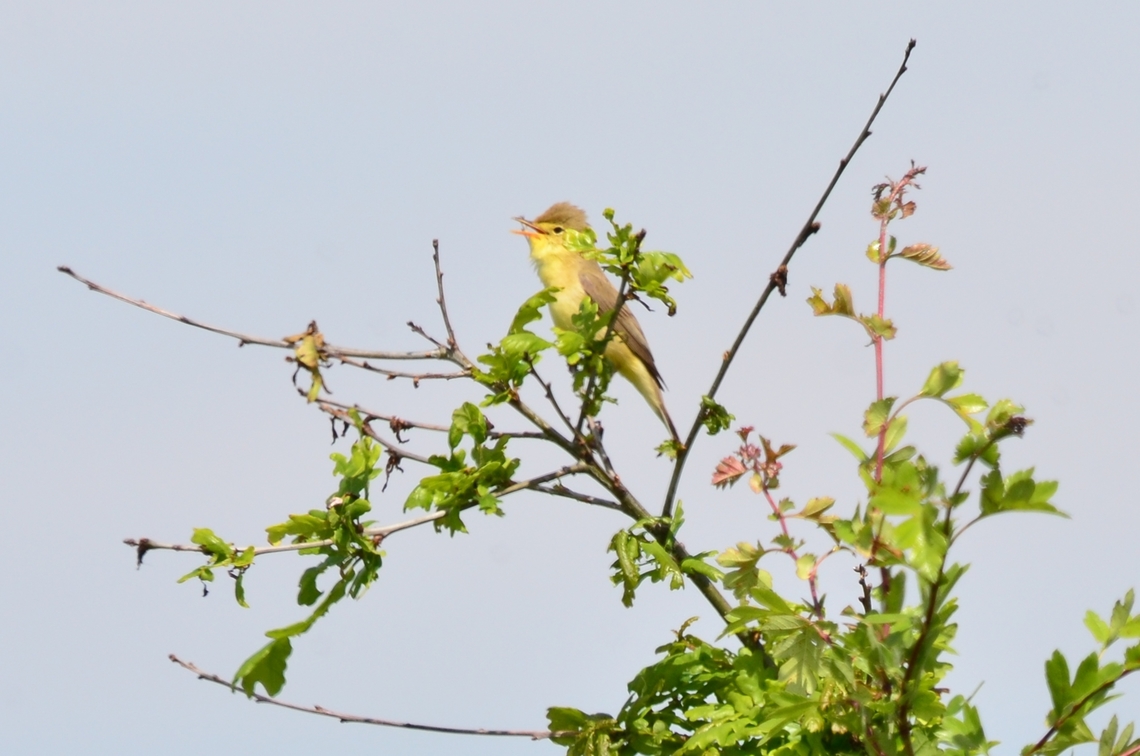 Melodious warbler  France,Geotagged,Hippolais polyglotta,Melodious warbler