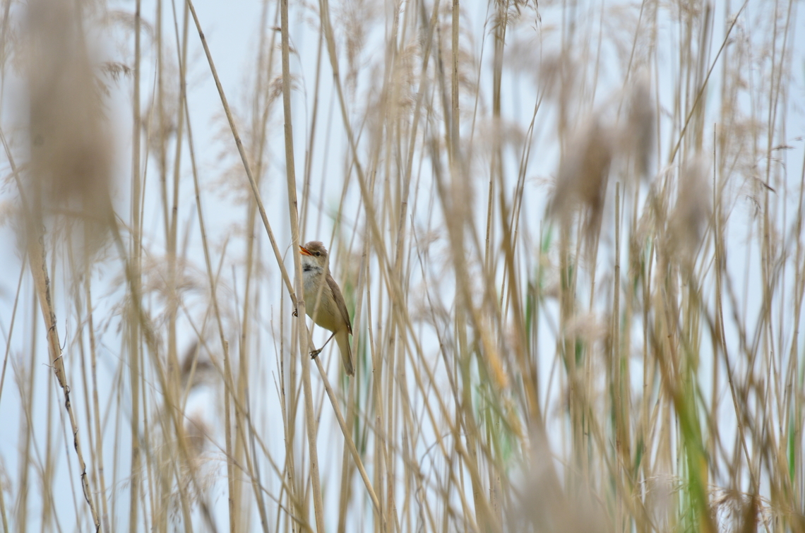 Common reed warbler  Acrocephalus  scirpaceus,Acrocephalus scirpaceus,Common reed warbler,Eurasian Reed Warbler,France,Geotagged,Spring