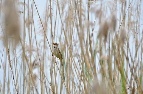 Common reed warbler  Acrocephalus  scirpaceus,Acrocephalus scirpaceus,Common reed warbler,Eurasian Reed Warbler,France,Geotagged,Spring