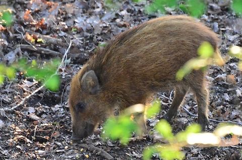 Wild boar juvenile France,Geotagged,Razorback,Sus scrofa