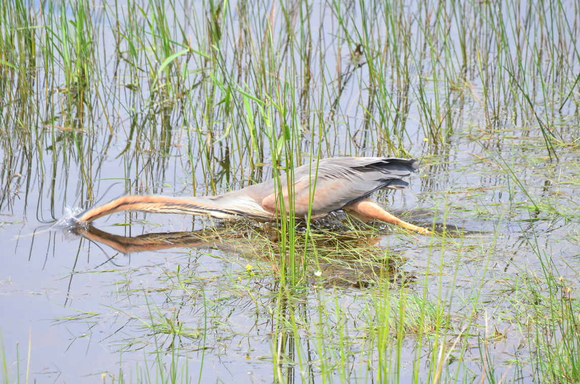 Purple Heron chasing prey<br />
 Ardea purpurea,France,Geotagged,Purple heron,Spring