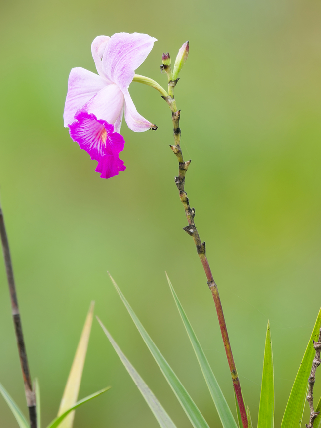 Arundina graminifolia in Peru  Arundina graminifolia,Bamboo orchid,Geotagged,Peru,Spring