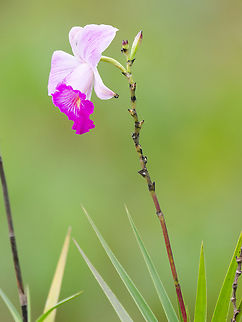 Arundina graminifolia in Peru  Arundina graminifolia,Bamboo orchid,Geotagged,Peru,Spring