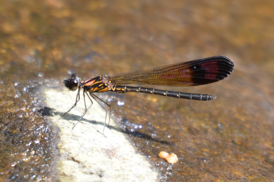 Heliocypha bisignata  Geotagged,Heliocypha bisignata,India,Winter
