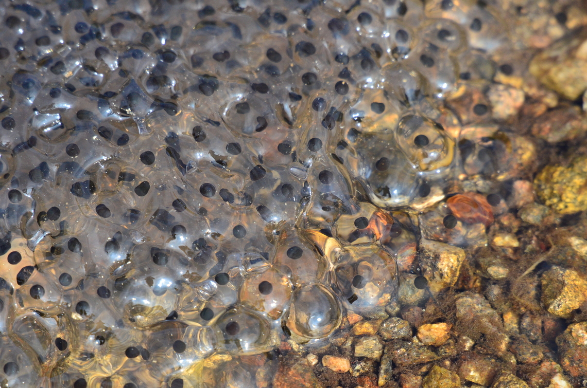 Spawning of Common Frog  Common frog,Geotagged,Germany,Rana temporaria,Spring