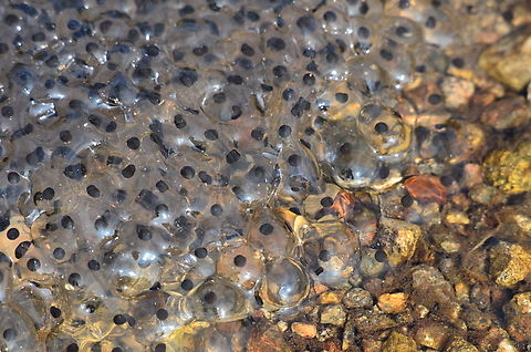Spawning of Common Frog  Common frog,Geotagged,Germany,Rana temporaria,Spring
