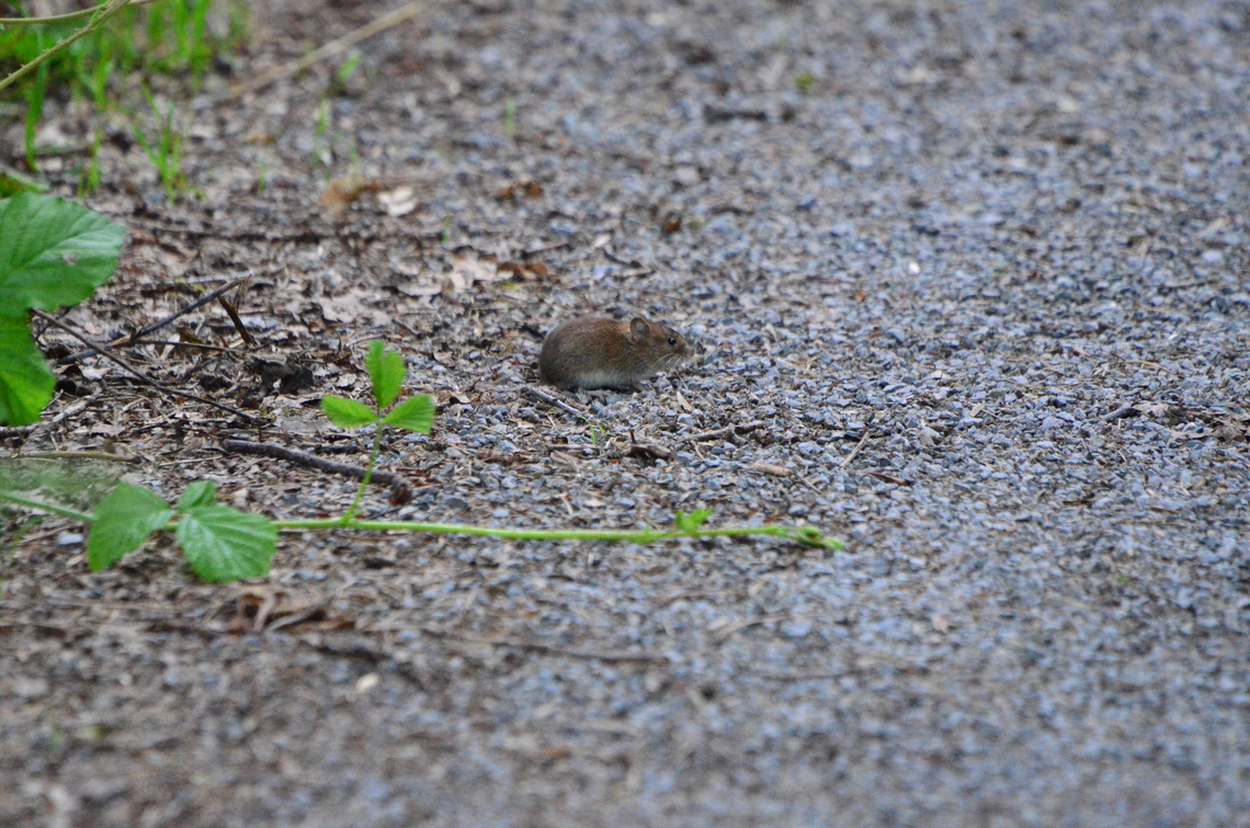 Bank vole  Bank vole,Myodes glareolus