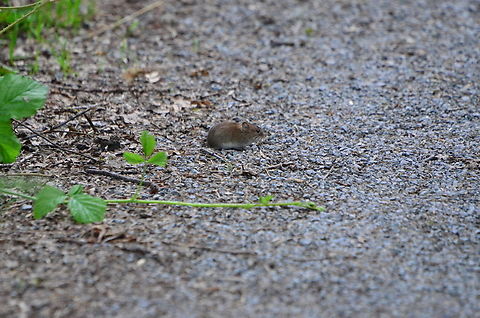 Bank vole  Bank vole,Myodes glareolus